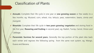 Classification of Plants
 Annuals: Complete their life cycle in one year or one growing season or few weeks to a
few months. eg. Mustard, corn, wheat, rice, lettuce, peas, watermelon, beans, zinnia and
marigold.
 Biennials: Complete their life cycle in two years growing (vegetative and storing food in
the first year, flowering and fruiting in second year). eg. Radish, Turnip, Carrot, Onion and
Cabbage.
 Perennials: Survives for several years. Generally the top portion of the plant dies back
each winter and regrows the following spring from the same root system. eg. Mango,
Guava and Banana.
 