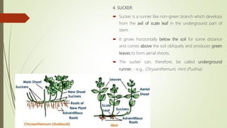 4. SUCKER:
 Sucker is a runner like non-green branch which develops
from the axil of scale leaf in the underground part of
stem.
 It grows horizontally below the soil for some distance
and comes above the soil obliquely and produces green
leaves to form aerial shoots.
 The sucker can, therefore, be called underground
runner, - e.g., Chrysanthemum, mint (Pudina).
 