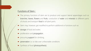 Functions of Stem :
 The primary functions of stem are to produce and support lateral appendages such as
branches, leaves, flowers and fruits, conduction of water and minerals to different parts
of shoots and transport food to all plant parts.
 Stem may, however, get modified to perform additional or functions such as
 storage of food and water,
 proliferation and propagation,
 procuring support for climbing,
 perennation i.e. to tide over unfavorable conditions
 Synthesis of food (photosynthesis).
 