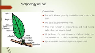 Morphology of Leaf
Characteristics
 The leaf is a lateral generally flattened structure borne on the
stem.
 The leaves develop from the nodes.
 Their main function is photosynthesis and food making,
axillary buds are found in its axil.
 All the leaves of a plant is known as phyllome. Axillary bud
later develops into a branch. Leaves originated from shoot.
 Apical meristem and are arranged in acropetal order.
 