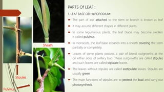 PARTS Of LEAF :
1. LEAF BASE OR HYPOPODIUM:
 The part of leaf attached to the stem or branch is known as leaf
 It may assume different shapes in different plants.
 In some leguminous plants, the leaf blade may become swollen
is called pulvinus.
 In monocots, the leaf base expands into a sheath covering the stem
partially or completely.
 Leaves of some plants possess a pair of lateral outgrowths at the
on either sides of axillary bud. These outgrowths are called stipules
and such leaves are called stipulate leaves.
 The leaves without stipules are called exstipulate leaves. Stipules are
usually green.
 The main functions of stipules are to protect the bud and carry out
photosynthesis.
Pulvinus
Sheath
Stipules
 