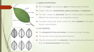 3. LAMINA OR EPIPODIUM:
 This is the largest, most important, green and flattened part of the leaf.
 It plays a vital role in photosynthesis, gaseous exchange and transpiration.
 The leaf is known as dorsiventral when its ventral surface is structurally
different from dorsal surface, e.g. dicotyledonous leaves.
 The leaves having both similar surfaces are called isobilateral. Such leaves
found in monocot plants.
4. LEAF VENATION :
 The arrangement of veins and veinlets in the lamina is known a venation.
 The veins are in fact conducting strands of lamina.
 They are concerned with the conduction of water, mineral salts and food and
form the structural framework of the lamina.
 