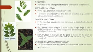 PHYLLOTAXY:
 Phyllotaxy is the arrangement of leaves on the stem and branches.
ALTERNATE PHYLLOTAXY:
 In this type, single leaf arises at each node.
 The leaves arise laterally on the stem or branches, e.g., Sunflower,
Mango, China rose, Mustard etc.
OPPOSITE PHYLLOTAXY:
 In this type, two leaves arise from each node in opposite direction. It
of two types:
 DECUSSATE : When one pair of leaf is placed at right angle to next or
lower pair of leaf, it is said to be opposite decussate phyllotaxy. e.g.,
Calotropis, Ocimum, etc.
 SUPERPOSED: In this type, all the pairs of leaves on the stem are
arrang e.g., Nerium, Alstoniaed one above the other, e.g., Jamun,
Guava, etc.
WHORLED OR VERTICILLATE PHYLLOTAXY:
 - In this type more than two leaves arise from each node and form a
whorl around it.
 