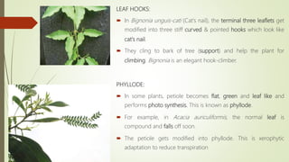 LEAF HOOKS:
 In Bignonia unguis-cati (Cat's nail), the terminal three leaflets get
modified into three stiff curved & pointed hooks which look like
cat's nail.
 They cling to bark of tree (support) and help the plant for
climbing. Bignonia is an elegant hook-climber.
PHYLLODE:
 In some plants, petiole becomes flat, green and leaf like and
performs photo synthesis. This is known as phyllode.
 For example, in Acacia auriculiformis, the normal leaf is
compound and falls off soon.
 The petiole gets modified into phyllode. This is xerophytic
adaptation to reduce transpiration
 