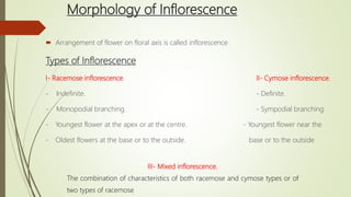 Morphology of Inflorescence
 Arrangement of flower on floral axis is called inflorescence
Types of Inflorescence
I- Racemose inflorescence. II- Cymose inflorescence.
- Indefinite. - Definite.
- Monopodial branching. - Sympodial branching
- Youngest flower at the apex or at the centre. - Youngest flower near the
- Oldest flowers at the base or to the outside. base or to the outside
III- Mixed inflorescence.
The combination of characteristics of both racemose and cymose types or of
two types of racemose
 
