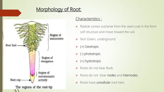 Characteristics :
 Radicle comes out/arise from the seed coat in the form
soft structure and move toward the soil.
 Non Green, underground.
 (+) Geotropic
 (-) phototropic
 (+) hydrotropic
 Roots do not bear Buds
 Roots do not bear nodes and internodes.
 Roots have unicellular root hairs
Morphology of Root:
 