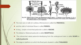  The main axis or stalk of a solitary inflorescence is called the PEDUNCLE.
 and the stalk of individual flower is called PEDICEL .
 A long , simple or branched peduncle is called a RACHIS .
 The dilated or flattened peduncle is called RECEPTACLE.
 The unbranched naked peduncle developing from the underground stem is called SCAPE or
radical peduncle.
 The stage or platform on which the floral parts situated is called THALAMUS
 