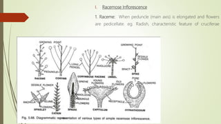 I. Racemose Inflorescence
1. Raceme: When peduncle (main axis) is elongated and flowers
are pedicellate. eg. Radish, characteristic feature of cruciferae
 