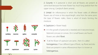 2. Corymb: In it peduncle is short and all flowers are present at
same level because the lower flower has much long pedicel than the
upper one eg. Candytuft (Iberis amara)..
3. Umbel: An inflorescence in which the flower stalks of different
flowers are of more or less equal length, arise from the same point.
the base of flowers stalks, there is whorl of bracts forming the
involucre.
4. Capitulum (= flower head)
 In it the growth of peduncle is retarded and it become broad,
flattened concave or convex. On it small flowers are found.
flowers are called floret.
 If all the flower of capitulum are same , then it is called
homogamous. If two different type of floret, ray floret and disc
floret are present in same inflorescence than it is known as
heterogamous.
 