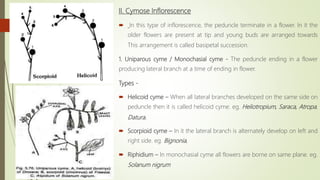 II. Cymose Inflorescence
 In this type of inflorescence, the peduncle terminate in a flower. In it the
older flowers are present at tip and young buds are arranged towards
This arrangement is called basipetal succession.
1. Uniparous cyme / Monochasial cyme - The peduncle ending in a flower
producing lateral branch at a time of ending in flower.
Types -
 Helicoid cyme – When all lateral branches developed on the same side on
peduncle then it is called helicoid cyme. eg. Heliotropium, Saraca, Atropa,
Datura.
 Scorpioid cyme – In it the lateral branch is alternately develop on left and
right side. eg. Bignonia,
 Riphidium – In monochasial cyme all flowers are borne on same plane. eg.
Solanum nigrum
 