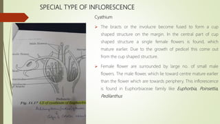SPECIAL TYPE OF INFLORESCENCE
Cyathium
 The bracts or the involucre become fused to form a cup
shaped structure on the margin. In the central part of cup
shaped structure a single female flowers is found, which
mature earlier. Due to the growth of pedicel this come out
from the cup shaped structure.
 Female flower are surrounded by large no. of small male
flowers. The male flower, which lie toward centre mature earlier
than the flower which are towards periphery. This inflorescence
is found in Euphorbiaceae family like Euphorbia, Poinsettia,
Pedilanthus
 