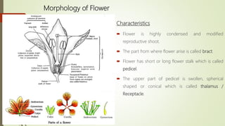 Morphology of Flower
Characteristics
 Flower is highly condensed and modified
reproductive shoot.
 The part from where flower arise is called bract.
 Flower has short or long flower stalk which is called
pedicel.
 The upper part of pedicel is swollen, spherical
shaped or conical which is called thalamus /
Receptacle.
 