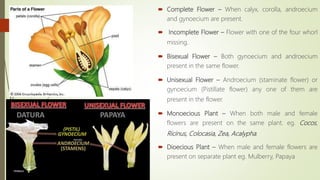  Complete Flower – When calyx, corolla, androecium
and gynoecium are present.
 Incomplete Flower – Flower with one of the four whorl
missing.
 Bisexual Flower – Both gynoecium and androecium
present in the same flower.
 Unisexual Flower – Androecium (staminate flower) or
gynoecium (Pistillate flower) any one of them are
present in the flower.
 Monoecious Plant – When both male and female
flowers are present on the same plant. eg. Cocos,
Ricinus, Colocasia, Zea, Acalypha.
 Dioecious Plant – When male and female flowers are
present on separate plant eg. Mulberry, Papaya
 