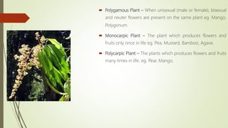  Polygamous Plant – When unisexual (male or female), bisexual
and neuter flowers are present on the same plant eg. Mango,
Polygonum.
 Monocarpic Plant – The plant which produces flowers and
fruits only once in life eg. Pea, Mustard, Bamboo, Agave.
 Polycarpic Plant – The plants which produces flowers and fruits
many times in life, eg. Pear, Mango,
 