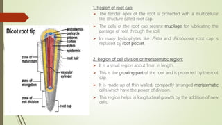 1. Region of root cap:
 The tender apex of the root is protected with a multicellular
like structure called root cap.
 The cells of the root cap secrete mucilage for lubricating the
passage of root through the soil.
 In many hydrophytes like Pistia and Eichhornia, root cap is
replaced by root pocket.
2. Region of cell division or meristematic region:
 It is a small region about 1mm in length.
 This is the growing part of the root and is protected by the root
cap.
 It is made up of thin walled, compactly arranged meristematic
cells which have the power of division.
 This region helps in longitudinal growth by the addition of new
cells.
 
