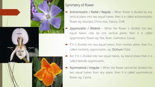 Symmetry of flower
 Actinomorphic / Radial / Regular – When flower is divided by any
vertical plane into two equal halves, then it is called actinomorphic
flower eg. Mustard, China rose, Datura, Chilli.
 Zygomorphic / Bilateral – When the flower is divided into two
equal halves only by one vertical plane, then it is called
zygomorphic flower eg. Pea, Bean, Gulmohur, Cassia.
 If it is divided into two equal halves, from median plane, then it is
called medianly zygomorphic, eg. Ocimum (Tulsi)
 But if it is divided into two equal halves, by lateral plane then it is
called laterally zygomorphic.
 Asymmetrical / irregular – When the flower cannot be divided into
two equal halves from any plane, then it is called asymmetrical
flower. eg. Canna.
 