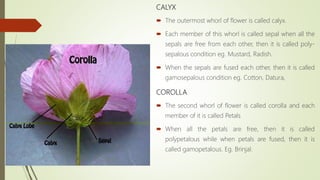 CALYX
 The outermost whorl of flower is called calyx.
 Each member of this whorl is called sepal when all the
sepals are free from each other, then it is called poly-
sepalous condition eg. Mustard, Radish.
 When the sepals are fused each other, then it is called
gamosepalous condition eg. Cotton, Datura,
COROLLA
 The second whorl of flower is called corolla and each
member of it is called Petals
 When all the petals are free, then it is called
polypetalous while when petals are fused, then it is
called gamopetalous. Eg. Brinjal.
 