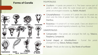 POLYPETALOUS
 Cruciform – 4 petals are present in it. The lower narrow part of
petal is called claw while the outer broad part is called limb.
petals are arranged crosswise. eg. Radish, Mustard.
 Caryophyllaceous – It consists of 5 petals the claw of petals are
short and the limb of petals from right angle to the claw eg.
Dianthus.
 Rosaceous – It consist of 5 or more petals. Claws are absent in it
and limbs are spread regularly outwards. eg. Rose, Coconut.
GAMOPETALOUS
 Campanulate – Five petals are arranged like bell. eg. Tobacco,
Raspberry, Campanula.
 Funnel shaped or infundibuliform – Funnel like petals
arrangement eg. Datura, Railway creeper.
 Tubular – Petals are like tube eg. Disc florets of sunflower.
Forms of Corolla
 