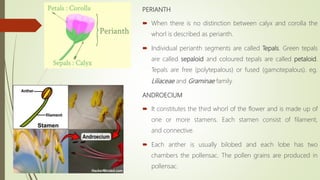 PERIANTH
 When there is no distinction between calyx and corolla the
whorl is described as perianth.
 Individual perianth segments are called Tepals. Green tepals
are called sepaloid and coloured tepals are called petaloid.
Tepals are free (polytepalous) or fused (gamotepalous). eg.
Liliaceae and Graminae family.
ANDROECIUM
 It constitutes the third whorl of the flower and is made up of
one or more stamens. Each stamen consist of filament,
and connective.
 Each anther is usually bilobed and each lobe has two
chambers the pollensac. The pollen grains are produced in
pollensac.
 