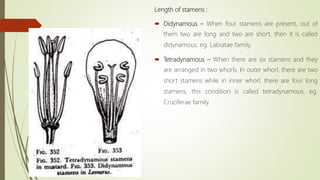 Length of stamens :
 Didynamous – When four stamens are present, out of
them two are long and two are short, then it is called
didynamous. eg. Labiatae family.
 Tetradynamous – When there are six stamens and they
are arranged in two whorls. In outer whorl, there are two
short stamens while in inner whorl, there are four long
stamens, this condition is called tetradynamous. eg.
Cruciferae family.
 