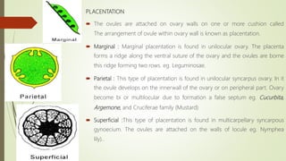 PLACENTATION
 The ovules are attached on ovary walls on one or more cushion called
The arrangement of ovule within ovary wall is known as placentation.
 Marginal : Marginal placentation is found in unilocular ovary. The placenta
forms a ridge along the ventral suture of the ovary and the ovules are borne
this ridge forming two rows. eg. Leguminosae.
 Parietal : This type of placentation is found in unilocular syncarpus ovary. In it
the ovule develops on the innerwall of the ovary or on peripheral part. Ovary
become bi or multilocular due to formation a false septum eg. Cucurbita,
Argemone, and Cruciferae family (Mustard)
 Superficial :This type of placentation is found in multicarpellary syncarpous
gynoecium. The ovules are attached on the walls of locule eg. Nymphea
lily)..
 