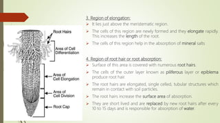 3. Region of elongation:
 It lies just above the meristematic region.
 The cells of this region are newly formed and they elongate rapidly.
This increases the length of the root.
 The cells of this region help in the absorption of mineral salts
4. Region of root hair or root absorption:
 Surface of this area is covered with numerous root hairs.
 The cells of the outer layer known as piliferous layer or epiblema
produce root hair.
 The root hairs are elongated, single celled, tubular structures which
remain in contact with soil particles.
 The root hairs increase the surface area of absorption.
 They are short lived and are replaced by new root hairs after every
10 to 15 days and is responsible for absorption of water.
 