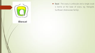  Basal : The ovary is unilocular and a single ovule
is borne at the base of ovary. eg. Marigold,
Sunflower (Asteraceae family).
 