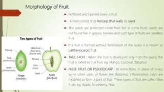Morphology of Fruit
 Fertilized and ripened ovary is fruit.
 A Fruit consist of (i) Pericarp (fruit wall), (ii) seed.
 The seeds are protected inside fruit. But in some fruits. seeds are
not found like in grapes, banana and such type of fruits are seedless
fruit.
 If a fruit is formed without fertilization of the ovary it is known as
parthenocarpic fruit.
 TRUE FRUIT : When the fruit is developed only from the ovary, the
fruit is called as true fruit. eg. Mango, Coconut, Zizyphus
 FALSE FRUIT OR PSEUDOCARP : In some fruits, in place of ovary,
some other parts of flower like thalamus, inflorescence, calyx are
modified to form a part of fruit. These types of fruit are called false
fruits. eg. Apple, Strawberry, Pear.
 