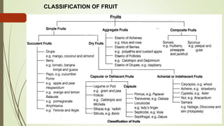 CLASSIFICATION OF FRUIT
 