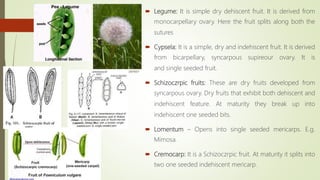  Legume: It is simple dry dehiscent fruit. It is derived from
monocarpellary ovary. Here the fruit splits along both the
sutures
 Cypsela: It is a simple, dry and indehiscent fruit. It is derived
from bicarpellary, syncarpous supireour ovary. It is
and single seeded fruit.
 Schizoczrpic fruits: These are dry fruits developed from
syncarpous ovary. Dry fruits that exhibit both dehiscent and
indehiscent feature. At maturity they break up into
indehiscent one seeded bits.
 Lomentum – Opens into single seeded mericarps. E.g.
Mimosa.
 Cremocarp: It is a Schizoczrpic fruit. At maturity it splits into
two one seeded indehiscent mericarp.
 