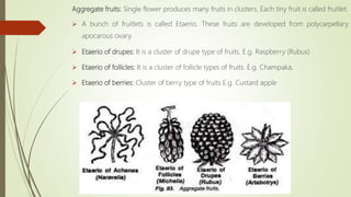 Aggregate fruits: Single flower produces many fruits in clusters. Each tiny fruit is called fruitlet.
 A bunch of fruitlets is called Etaerio. These fruits are developed from polycarpellary
apocarous ovary.
 Etaerio of drupes: It is a cluster of drupe type of fruits. E.g. Raspberry (Rubus)
 Etaerio of follicles: It is a cluster of follicle types of fruits. E.g. Champaka,
 Etaerio of berries: Cluster of berry type of fruits E.g. Custard apple
 