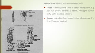 Multiple fruits: develop from entire inflorescence.
 Sorosis – develops from spike or spadix inflorescence. E.g.
Jack fruit (yellow perianth is edible), Pineapple (swollen
fleshy rachis is edible), Mulberry.
 Syconus – develops from hypanthodium inflorescence. E.g.
Ficus (Thalamus is edible)
 