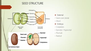 SEED STRUCTURE
 External
– Seed coat (testa)
– Hilum
 Embryo
– Cotyledon
– Epicotyl / Hypocotyl
– Plumule
– Radical
 