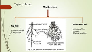 Types of Roots:
Modifications
Tap Root
1. Storage of food
2. Respiration
Adventitious Root
1. Storage of food
2. Support
3. Special functions
 