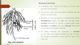 Tap Roots or True Roots:
 It develops from radicle and made up of one main
and other sub branches.
 The primary roots and its branches constitute tap root
system. e.g. Dicot roots
 Presence of a tap root system is a characteristic feature
dicotyledonous plants. The tap root normally grows
vertically downwards to a lesser or greater depth, while
secondary and tertiary roots grow obliquely downwards
or some grow horizontally outwards.
 All lateral branches are produced in acropetal
i.e., the older and longer branches are near the base
the younger and shorter ones are near the apex of the
main root.
 