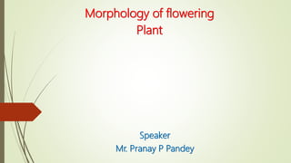 Morphology of flowering
Plant
Speaker
Mr. Pranay P Pandey
 