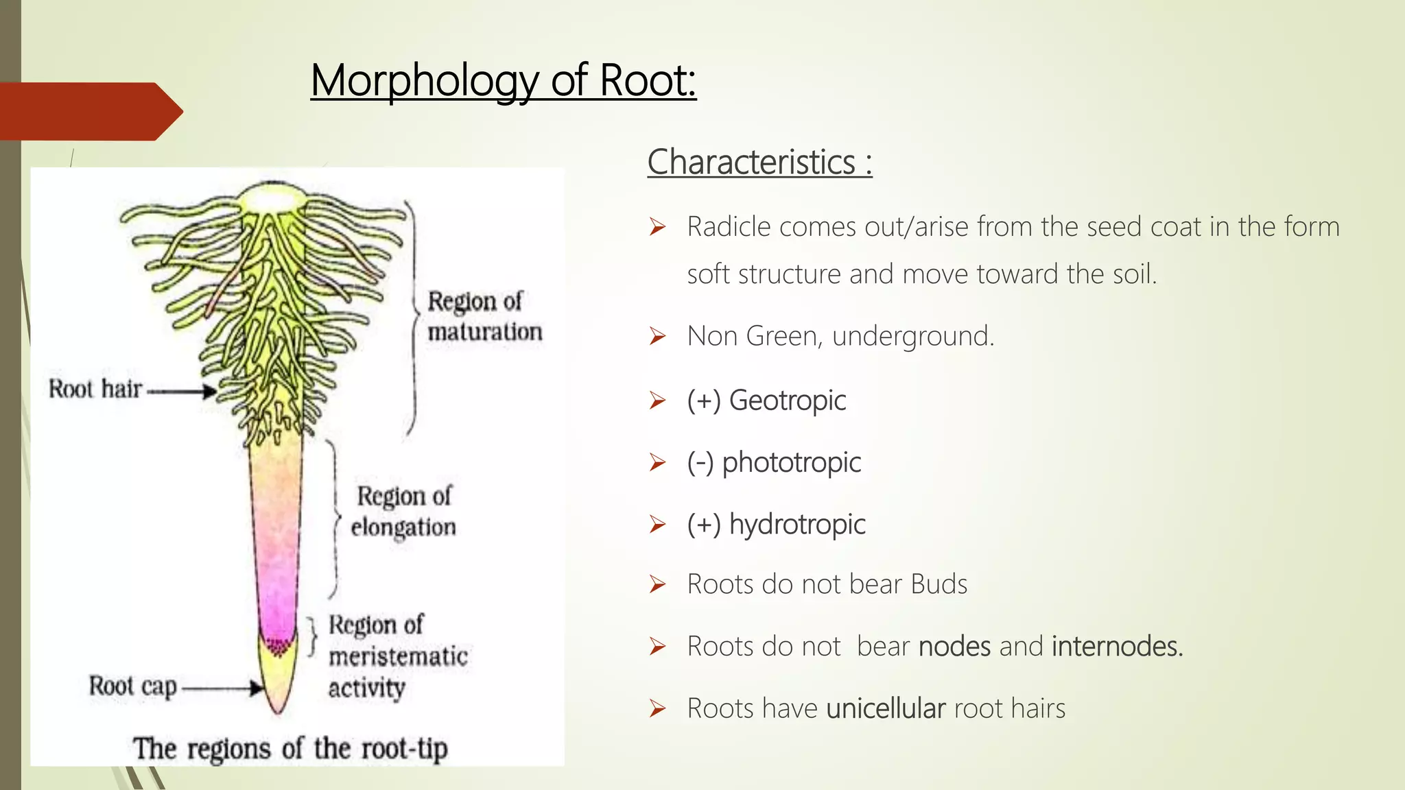 Morphology of flowering plants | PPTX