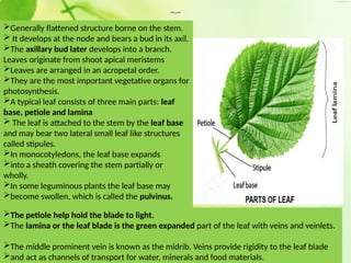 morphologyoffloweringplants-200505060434.pptx