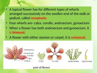 morphologyoffloweringplants-200505060434.pptx