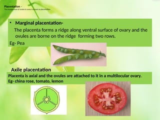 morphologyoffloweringplants-200505060434.pptx