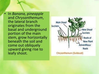 Morphology of flowering plants | PPTX