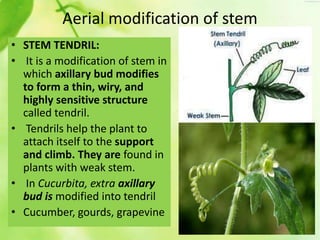 Stem Tendril