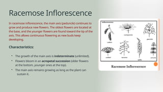 Racemose Inflorescence Introduction The-Morphology-of -Flowering Plants.pptx