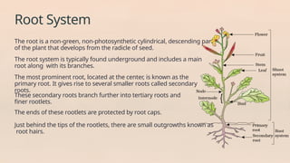 Tertiary Roots The-Morphology-of -Flowering Plants.pptx