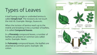 Leaf Incision Model The-Morphology-of -Flowering Plants.pptx