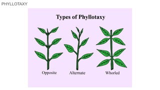 Spirocyclic Flower Morphology of Flowering Plants NCERT.pdf
