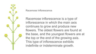 Racemose Inflorescence Introduction Morphology of Flowering Plants NCERT.pdf