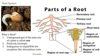 Morphology of Flowering Plants NCERT.pdf