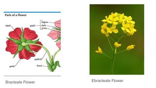 Morphology of Flowering Plants NCERT.pdf