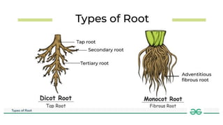 Pivot Roots Morphology of Flowering Plants NCERT.pdf
